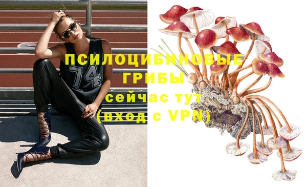 хмурый Осинники
